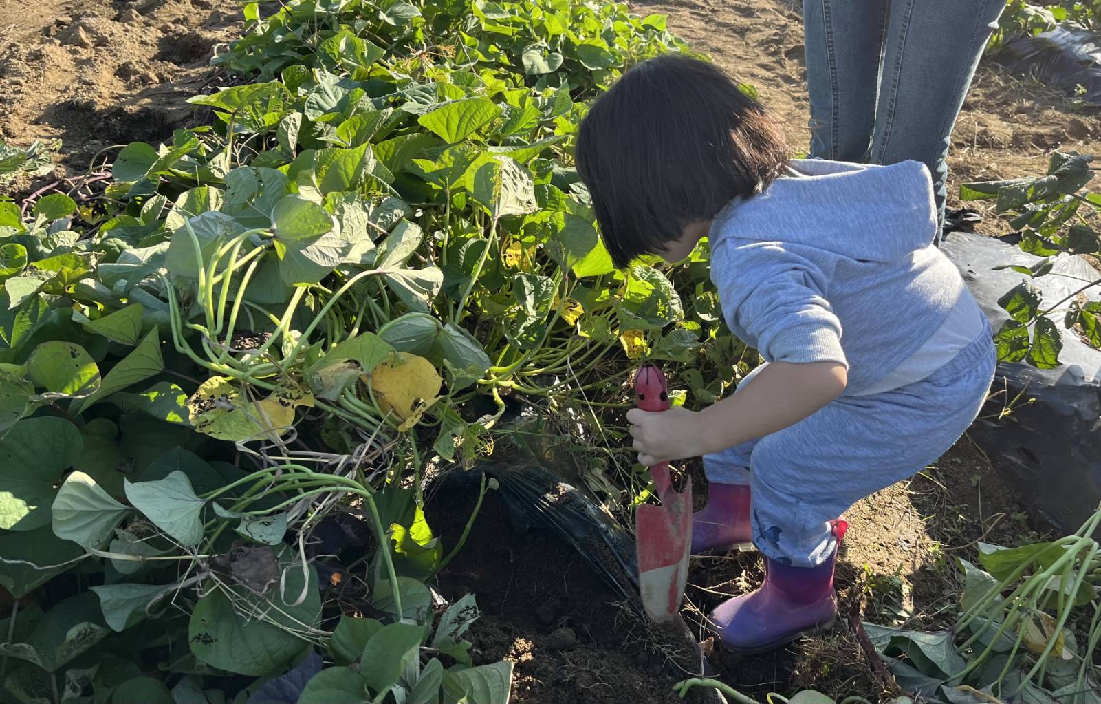 ニコニコ農育ふぁーむ・食農育くらぶ